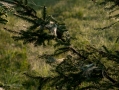 024_Biebrza - maj 2013